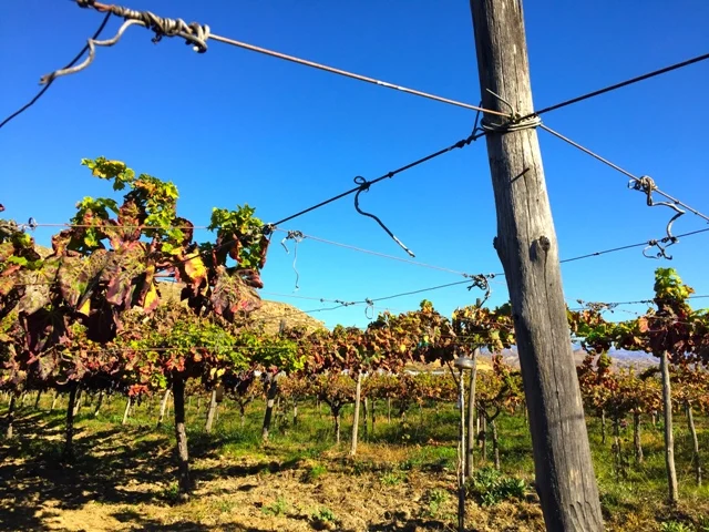 Estructura tradicional del parral almeriense en Finca Los Frailes