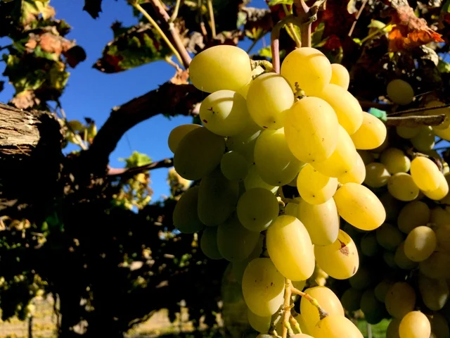 Uva de Ohanes de piel dorada en un parral de Finca Los Frailes